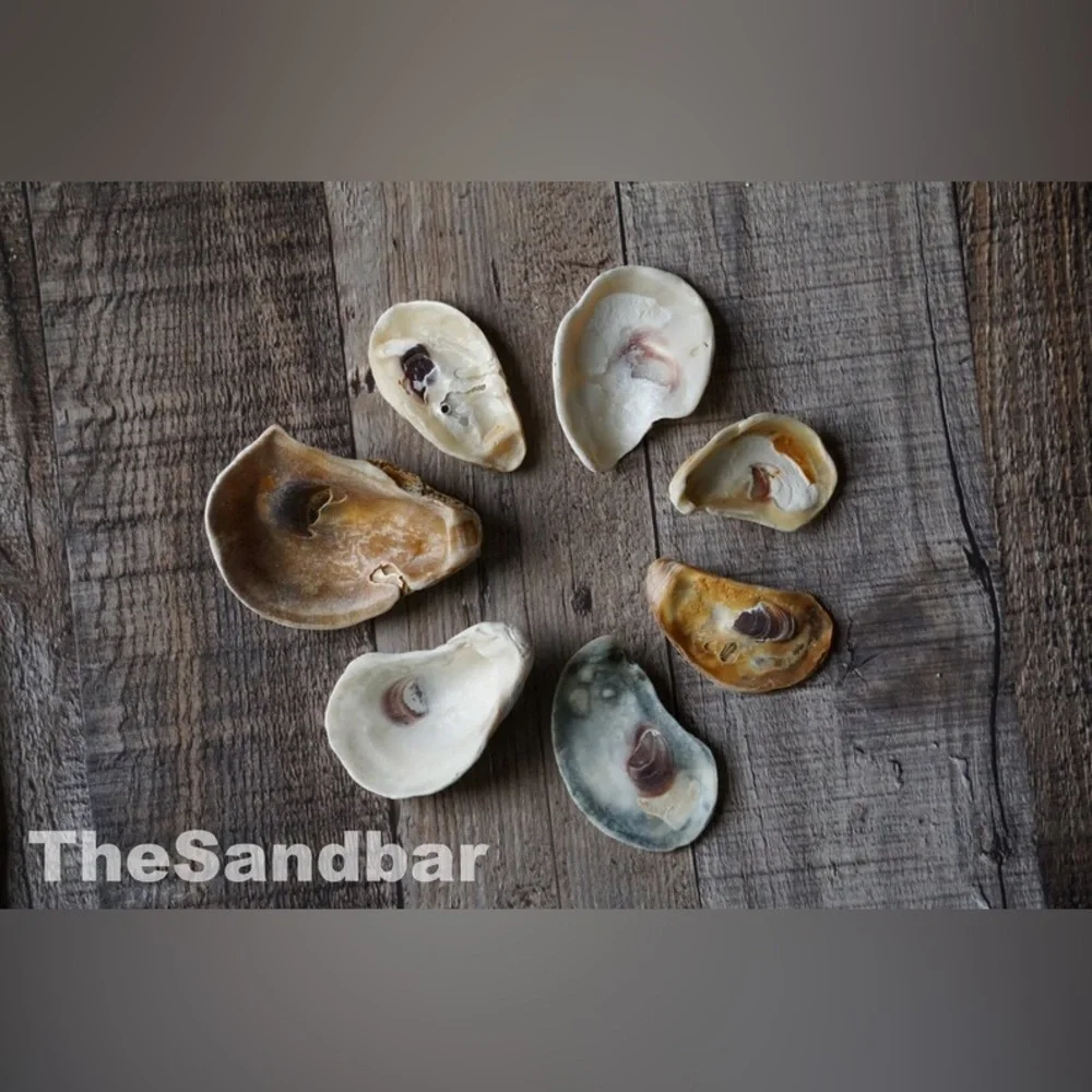 Florida Oyster Shells Smooth Edge Oyster FL Beach Shells Vase Filler TheSandbar